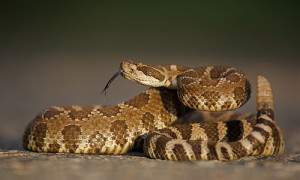 Tahoe Outdoor Recreation Insurance Dangers of Rattles Snakes